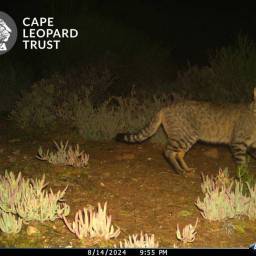 South African wildcat